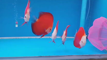 Red Melon Discus Fish