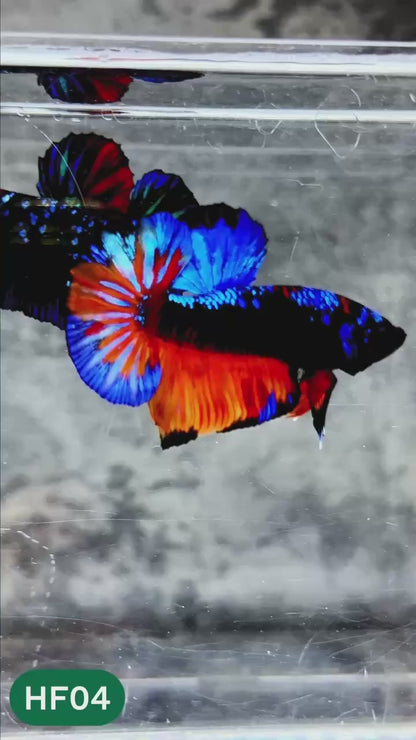 Dark Flame Hellfire Plakat Male Betta Fish | You Pick Fish | Rare Betta