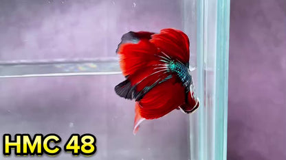 Multicolor Halfmoon Male Betta Fish | Order Directly From Farm | You Pick Fish