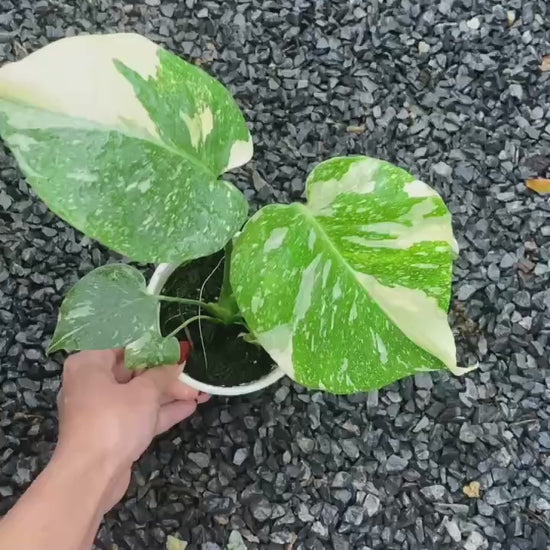 Variegated Monstera Thai Constellation Mature Plant 3.5 Inches Premium Grade