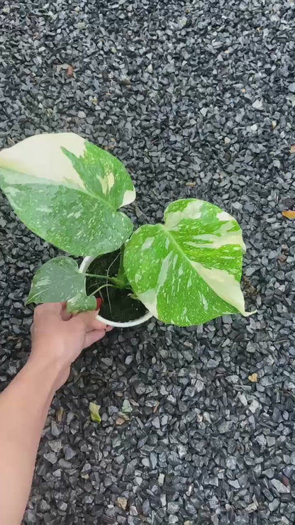 Variegated Monstera Thai Constellation Mature Plant 3.5 Inches Premium Grade