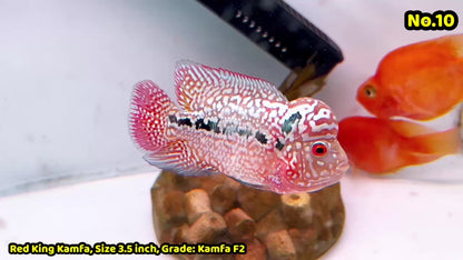 King Kamfa Flowerhorn Cichlid | You Pick Fish |