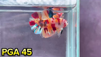 King Giant Plakat Male Betta Fish | You Pick Fish | High Grade