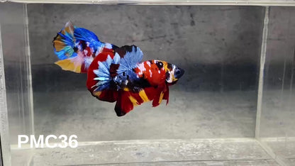 Multicolor Plakat Male Betta Fish |Show Grade|  You Pick Fish