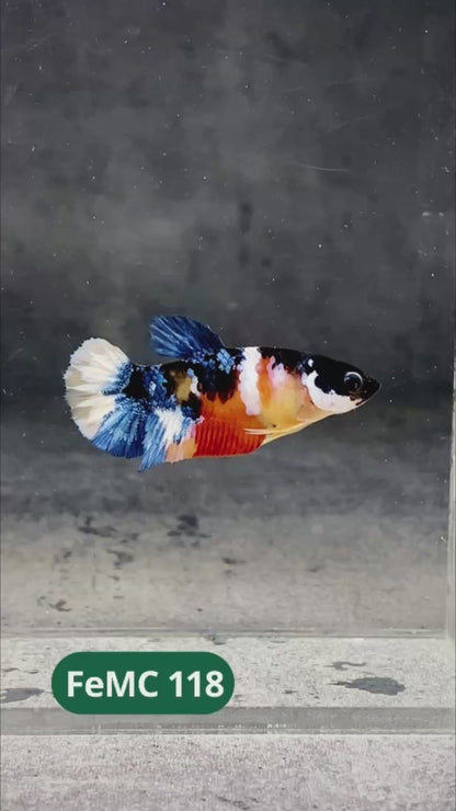 Multicolor Female Betta Fish | You Pick Fish | High Grade