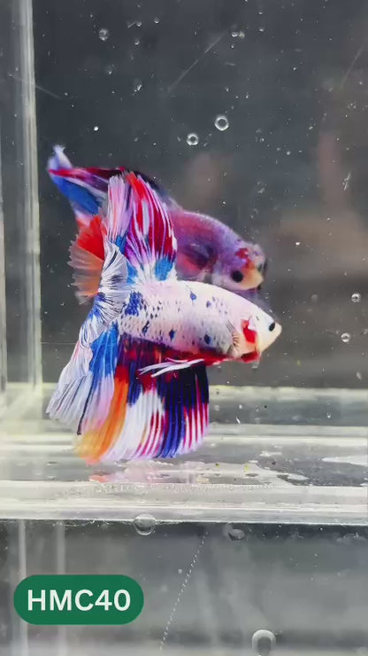 Multicolor Halfmoon Male Betta Fish | Order Directly From Farm | You Pick Fish