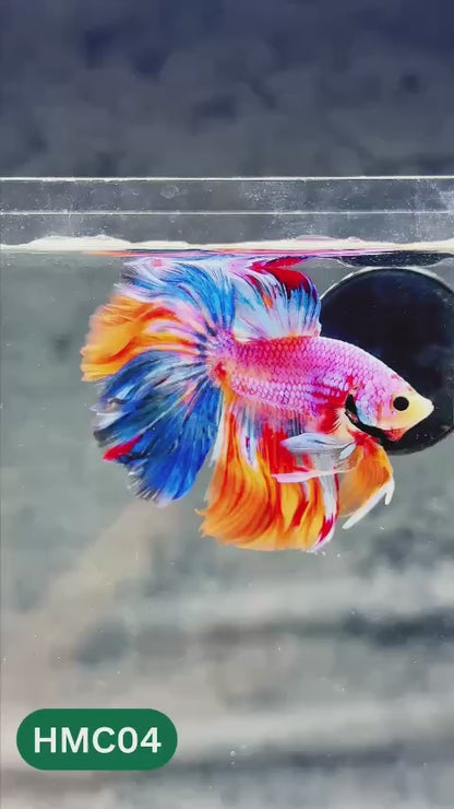 Multicolor Halfmoon Male Betta Fish | Order Directly From Farm | You Pick Fish