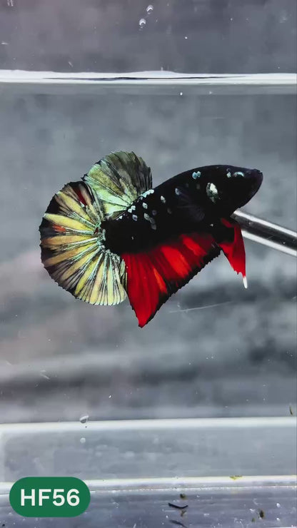 Dark Flame Hellfire Plakat Male Betta Fish | You Pick Fish | Exotic Betta