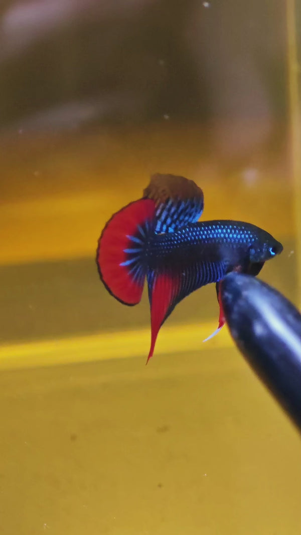 Wild Blue Imbellis Red Tail Male Betta Fish — Swimming Video