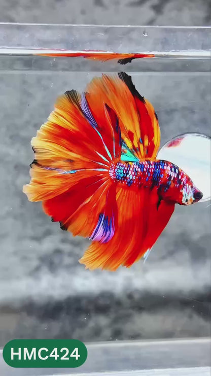 Multicolor Halfmoon Male Betta Fish | High Grade | Order Directly From Farm |  You Pick Fish |