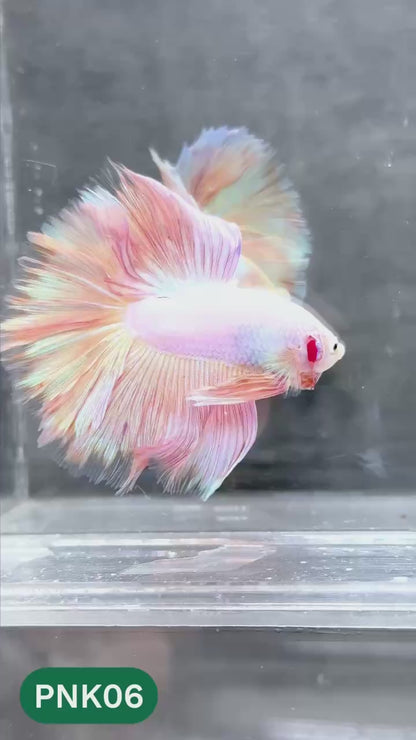 Pink Halfmoon Male Betta Fish | You Pick Fish | Order Directly From Farm