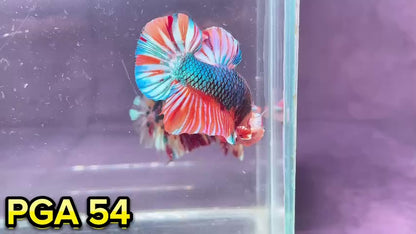 King Giant Plakat Male Betta Fish | You Pick Fish | High Grade