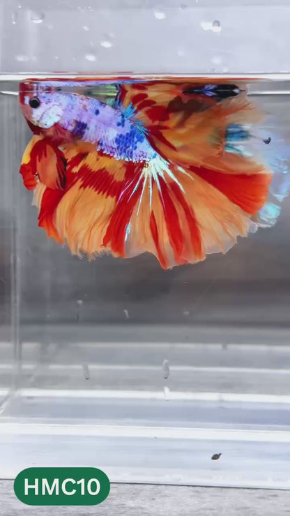 Multicolor Halfmoon Male Betta Fish | High Grade | Order Directly From Farm |  You Pick Fish |