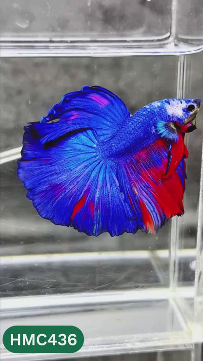 Multicolor Halfmoon Male Betta Fish | Order Directly From Farm | You Pick Fish