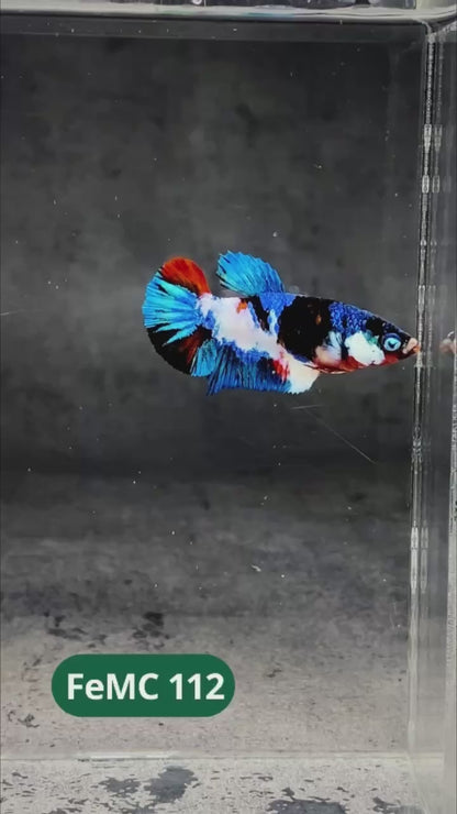 Multicolor Female Betta Fish | You Pick Fish | High Grade
