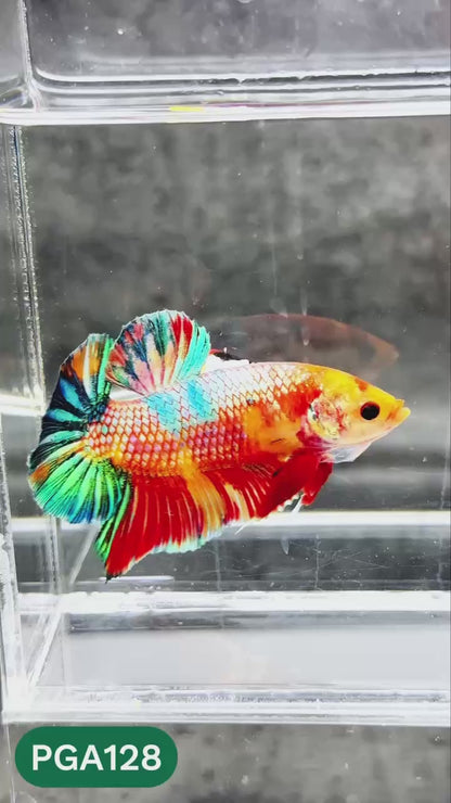King Giant Plakat Male Betta Fish | You Pick Fish | High Grade