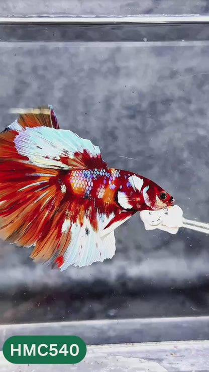 Nemo Halfmoon Male Betta Fish | Order Directly From Farm | You Pick Fish