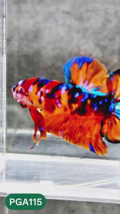 King Giant Plakat Male Betta Fish | You Pick Fish | High Grade