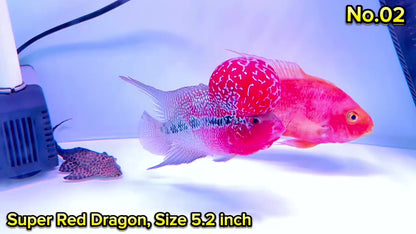 Super Red Dragon Flowerhorn Cichlid | High Grade | You Pick Fish