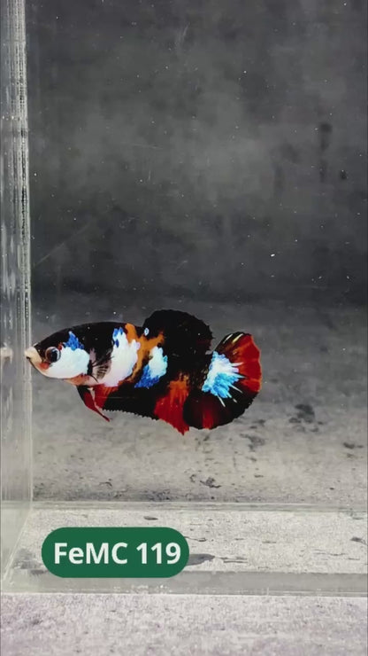 Multicolor Female Betta Fish | You Pick Fish | High Grade