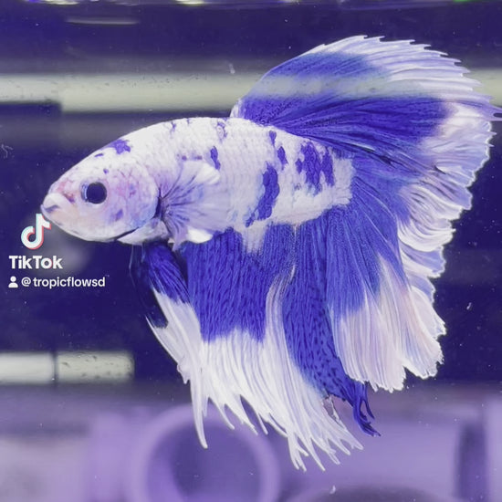 Blue Marble Dot Halfmoon Male Betta