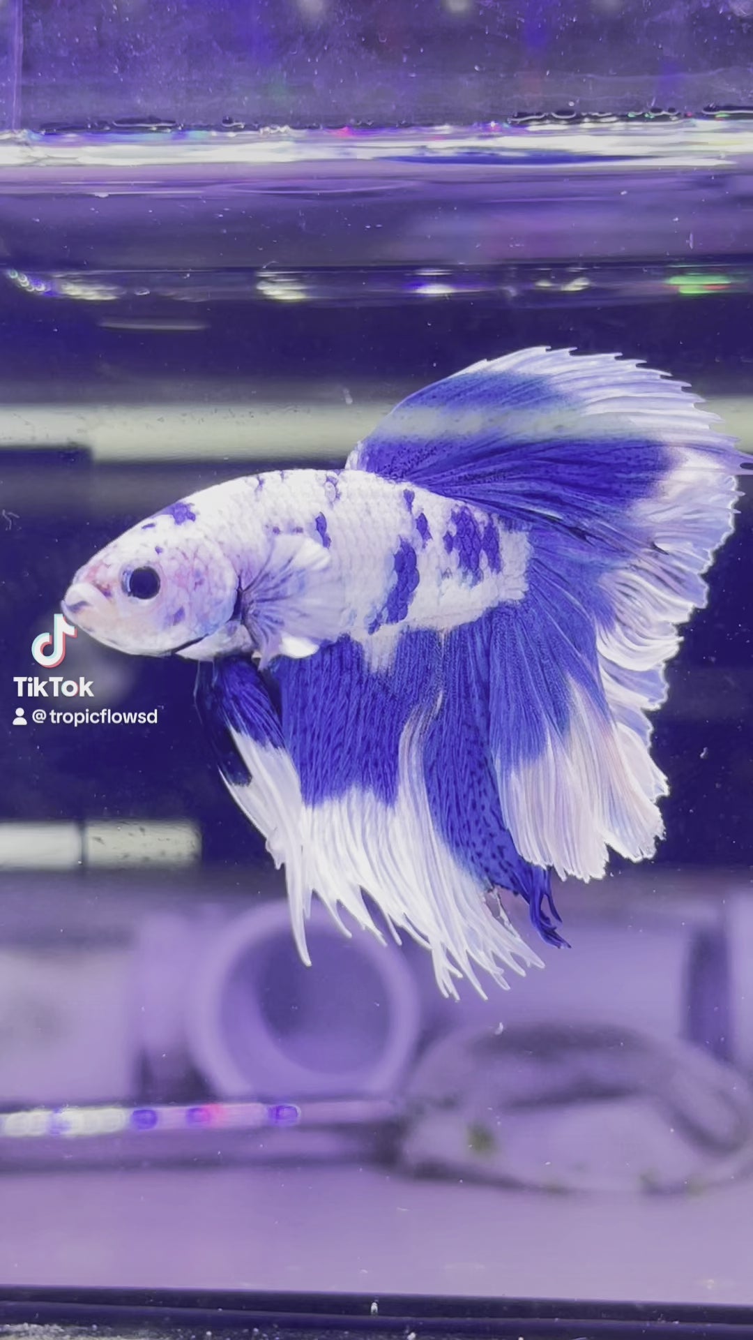 Blue Marble Dot Halfmoon Male Betta