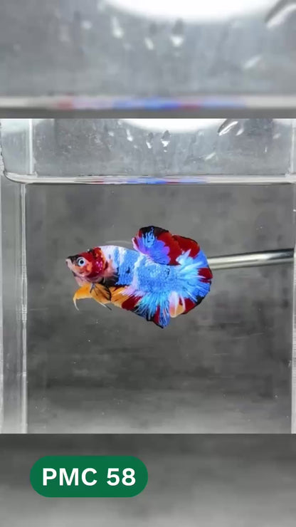 Multicolor Plakat Male Betta Fish |Show Grade|  You Pick Fish