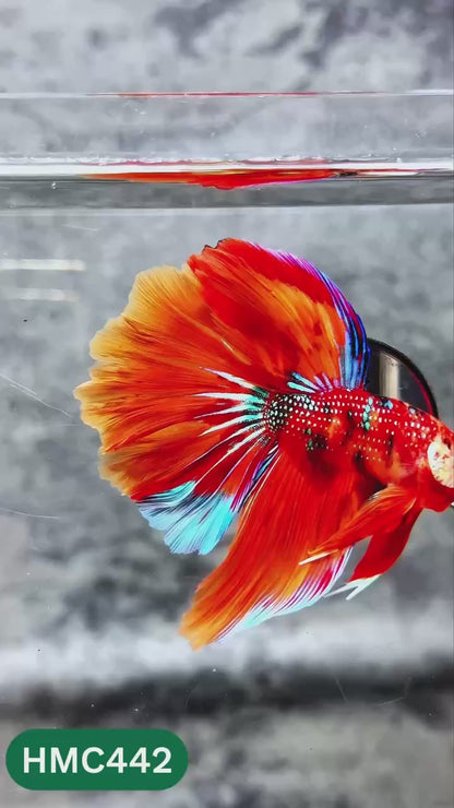 Multicolor Halfmoon Male Betta Fish | High Grade | Order Directly From Farm |  You Pick Fish |