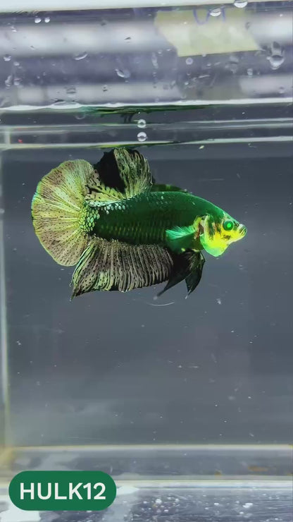 Galaxy Hulk Plakat Male Betta Fish | Exotic Grade | You Pick