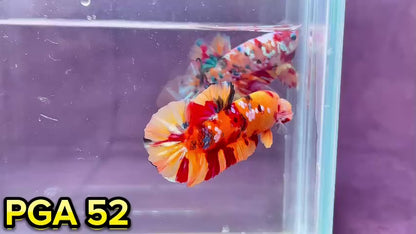 King Giant Plakat Male Betta Fish | You Pick Fish | High Grade