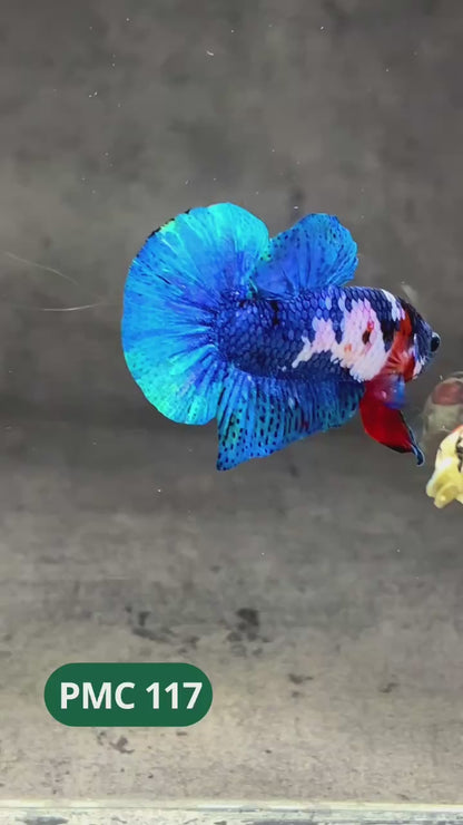 Multicolor Plakat Male Betta Fish |Show Grade|  You Pick Fish
