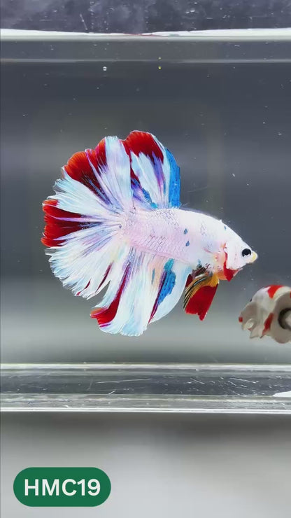 Multicolor Halfmoon Male Betta Fish | High Grade | Order Directly From Farm |  You Pick Fish