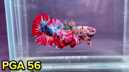 King Giant Plakat Male Betta Fish | You Pick Fish | High Grade