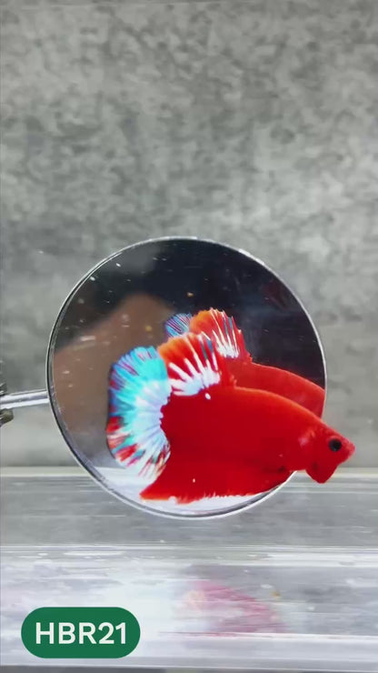 Hellboy Plakat Male Betta Fish | Order Directly From Farm | You Pick Fish
