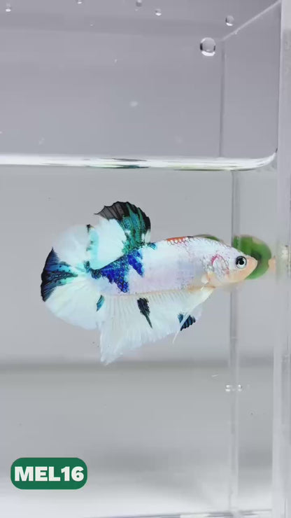 Metallic Plakat Betta Fish | You Pick Betta | Exotic Fish