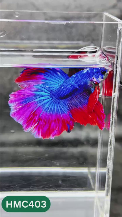 Multicolor Halfmoon Male Betta Fish | Order Directly From Farm | You Pick Fish