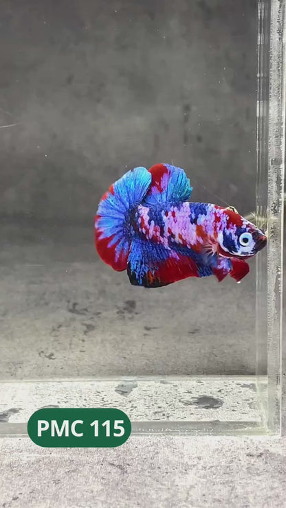 Multicolor Plakat Male Betta Fish |Show Grade|  You Pick Fish