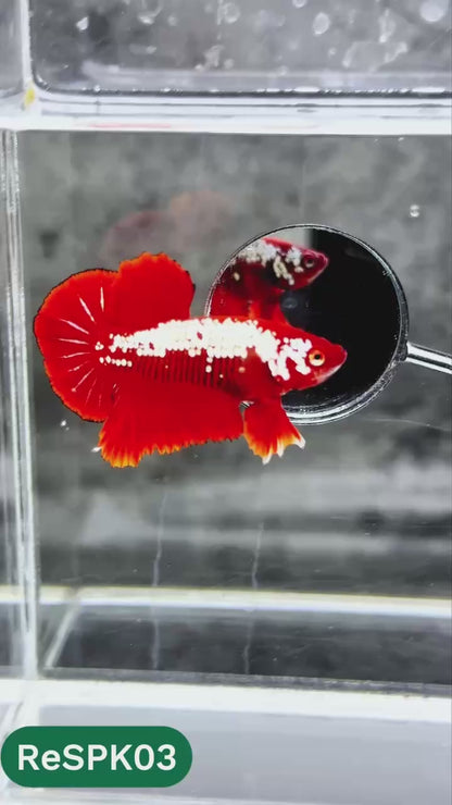Samurai Plakat Male Betta Fish | You Pick Fish