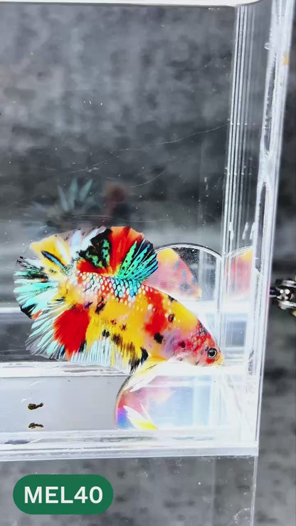Metallic Plakat Betta Fish | You Pick Betta | Exotic Fish