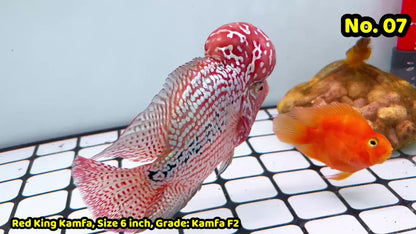 King Kamfa Flowerhorn Cichlid | You Pick Fish |