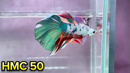 Multicolor Halfmoon Male Betta Fish | Order Directly From Farm | You Pick Fish