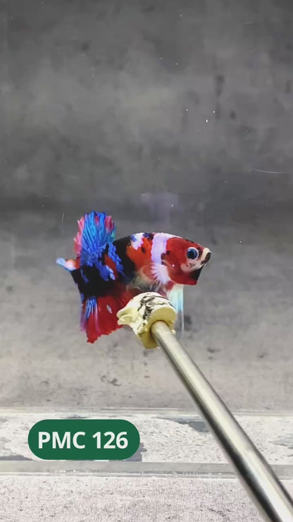 Multicolor Plakat Male Betta Fish |Show Grade|  You Pick Fish