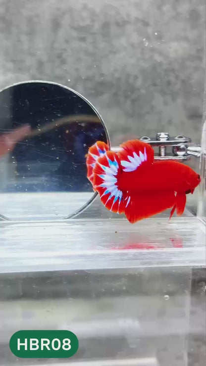 Hellboy Plakat Male Betta Fish | Order Directly From Farm | You Pick Fish