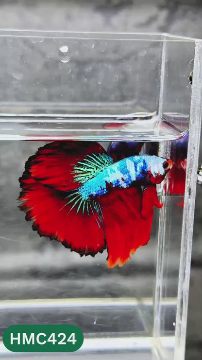 Multicolor Halfmoon Male Betta Fish | Order Directly From Farm | You Pick Fish