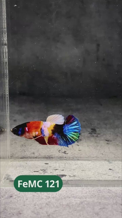 Multicolor Female Betta Fish | You Pick Fish | High Grade