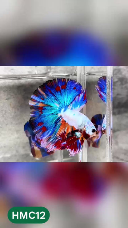 Multicolor Halfmoon Male Betta Fish | High Grade | Order Directly From Farm |  You Pick Fish |