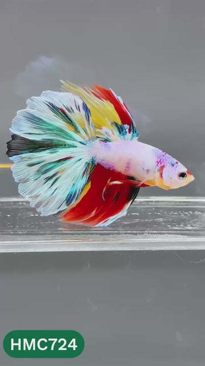 Multicolor Halfmoon Male Betta Fish | High Grade | Order Directly From Farm |  You Pick Fish |
