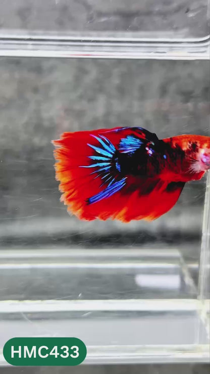 Multicolor Halfmoon Male Betta Fish | Order Directly From Farm | You Pick Fish