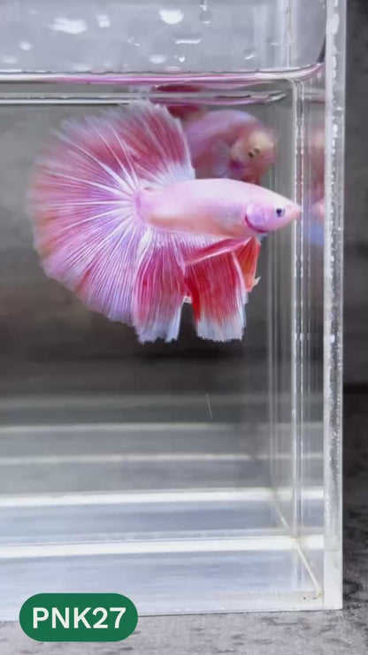Pink Halfmoon Male Betta Fish | You Pick Fish | Order Directly From Farm