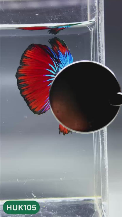 Black Hulk Halfmoon Male Betta Fish | You Pick Fish